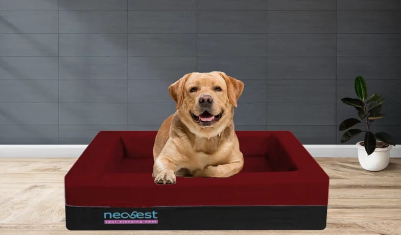 Neo Pet Bed 